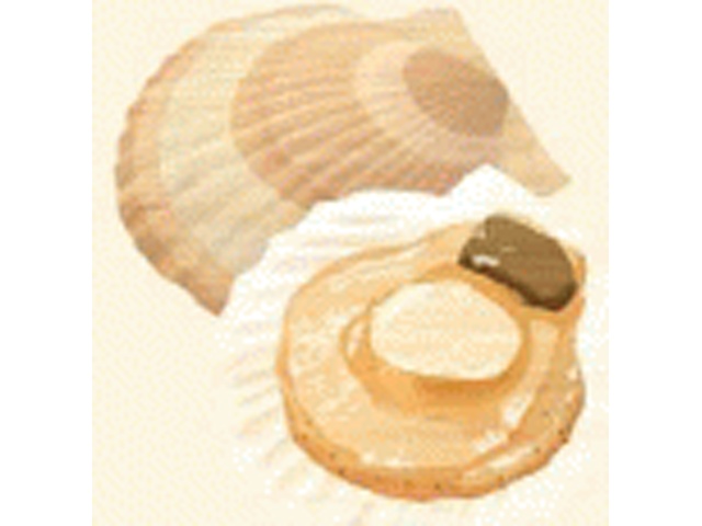 グリーンズ北見 北海道ホタテスープ ４袋 △ 【購入入数５個】